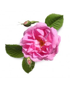 Αιθέριο Έλαιο Ροζ Τριαντάφυλλο (10ml)